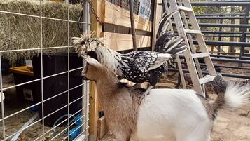 Enceinte de lâhĂ©bergement