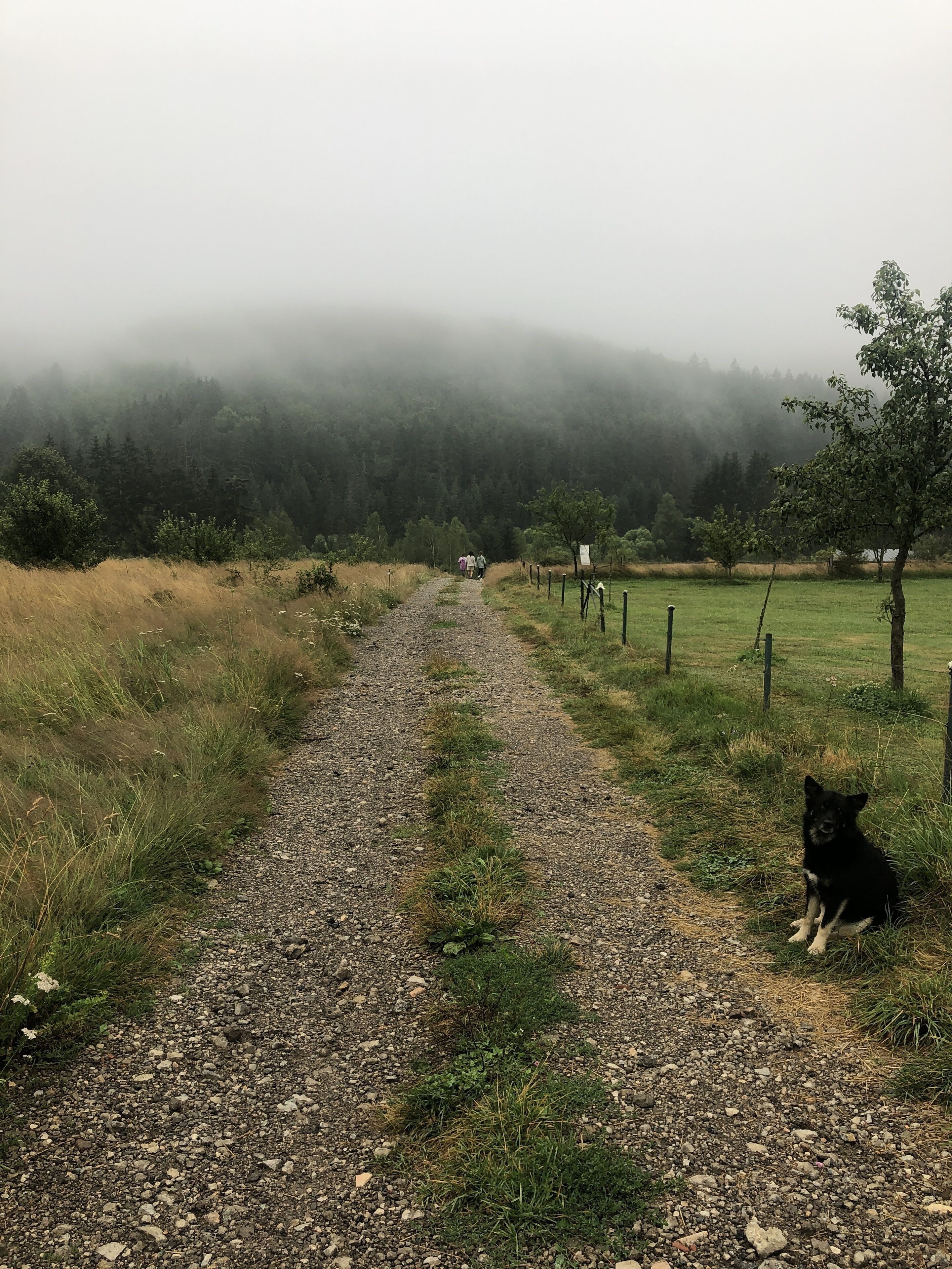 Un sentiero sterrato che si snoda attraverso una zona rurale, con un cane seduto a destra.