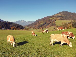 Un paysage rural avec des vaches qui paissent, des champs verdoyants et des montagnes en arrière-plan.