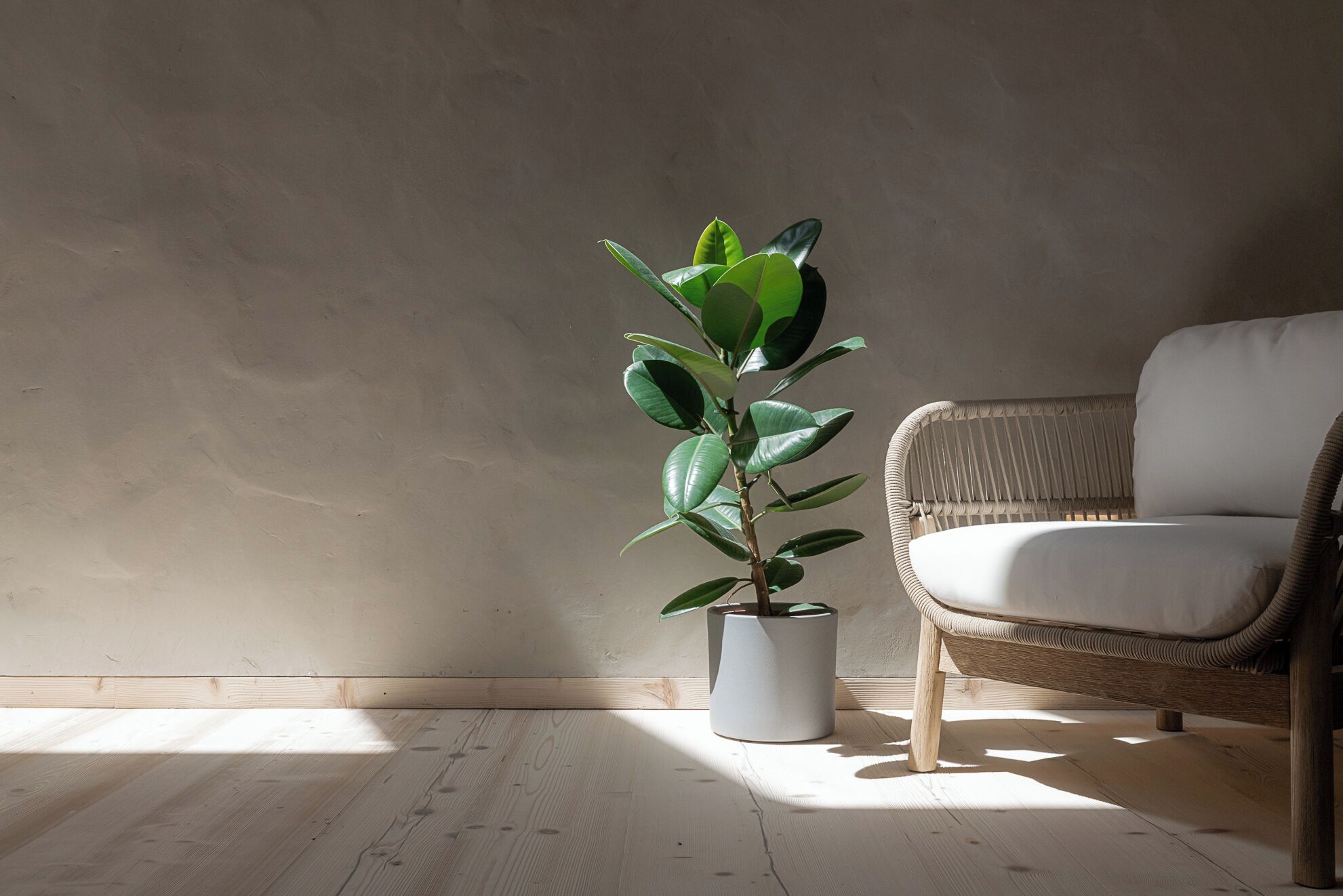 A potted plant in a corner with a wicker chair.