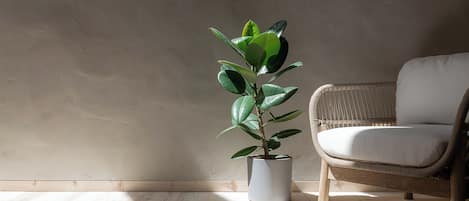 Una planta en maceta en una esquina con una silla de mimbre.