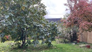 Ein Garten mit einem großen Baum, einem Holzzaun und einem Rasen.