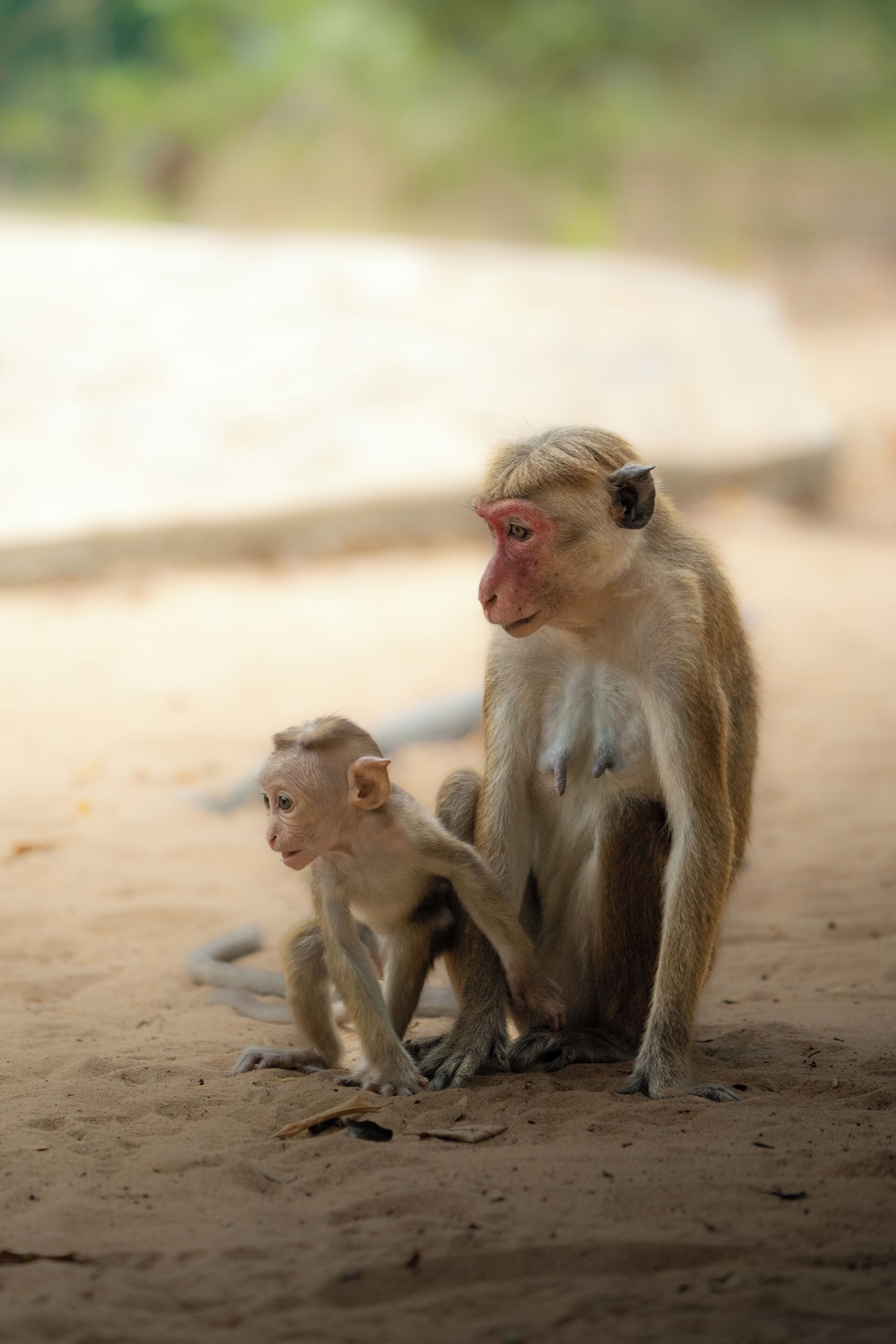 A monkey sitting on the ground with its offspring.