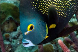 Um close-up de um peixe com corpo escuro e detalhes amarelos.