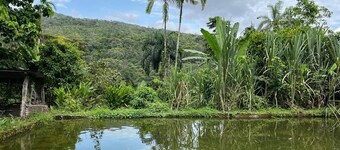 Hostal Ariantiy Rodeado de Selva, Fauna, Mariposas, Frutas del Putumayo y Rios