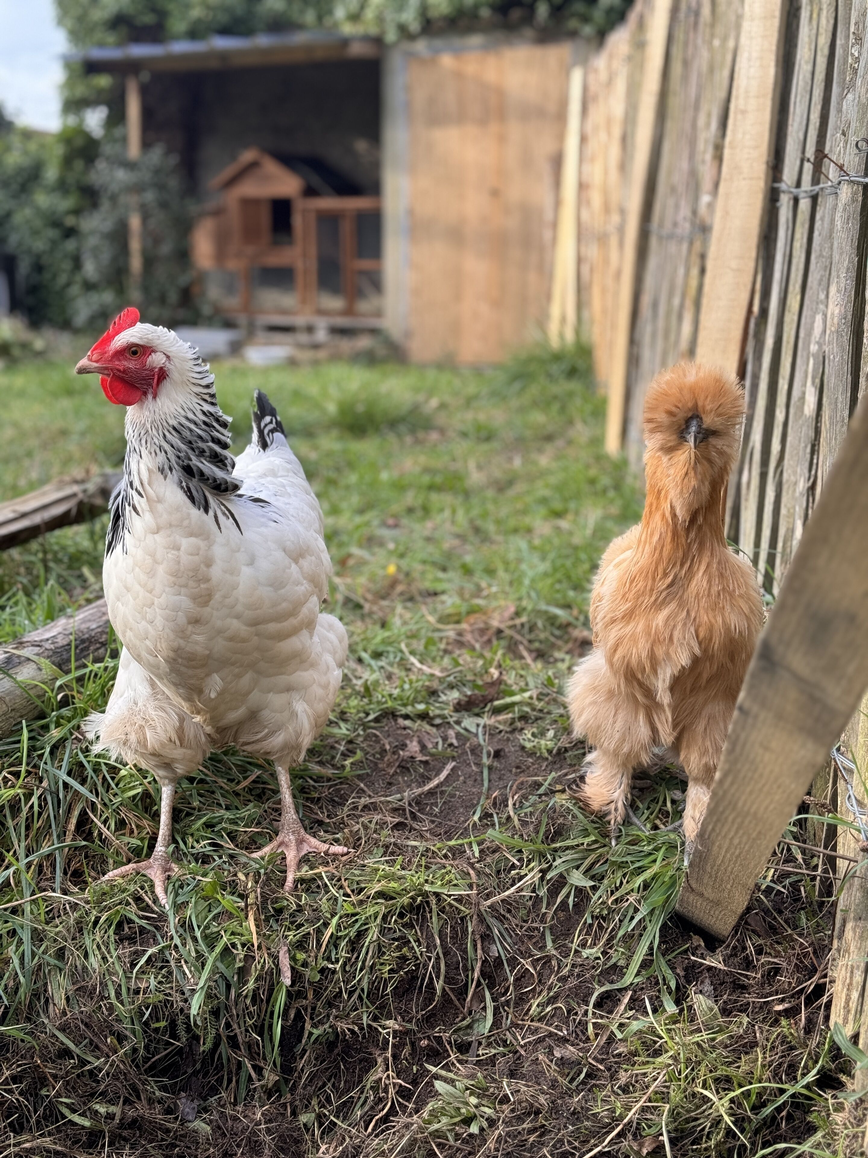 Ein Huhn und ein kleiner Hund auf einer Wiese, im Hintergrund eine Holzkonstruktion.