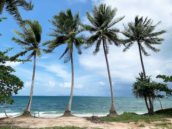 A beach with palm trees and the ocean.