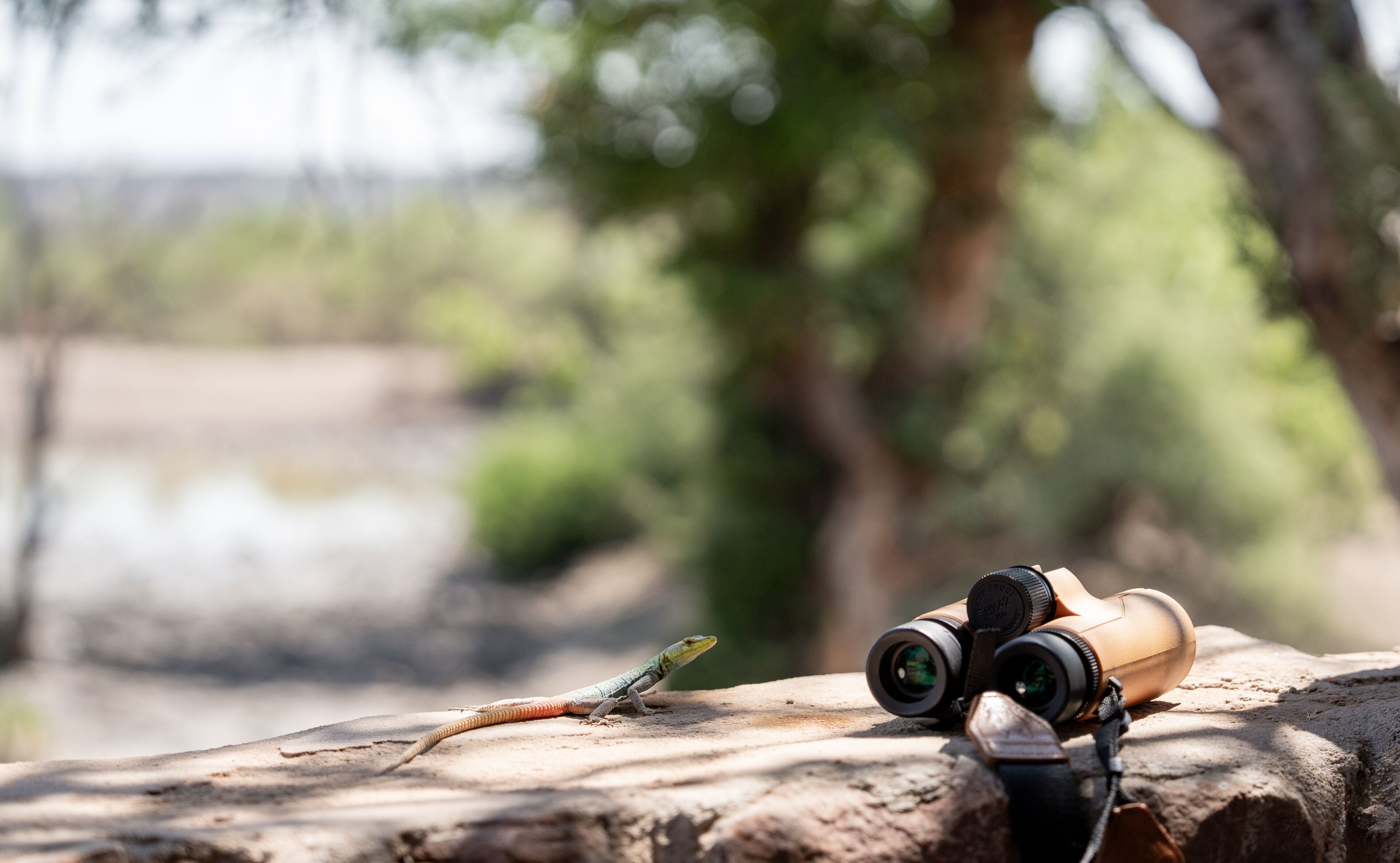 A lizard on a rock with binoculars nearby.