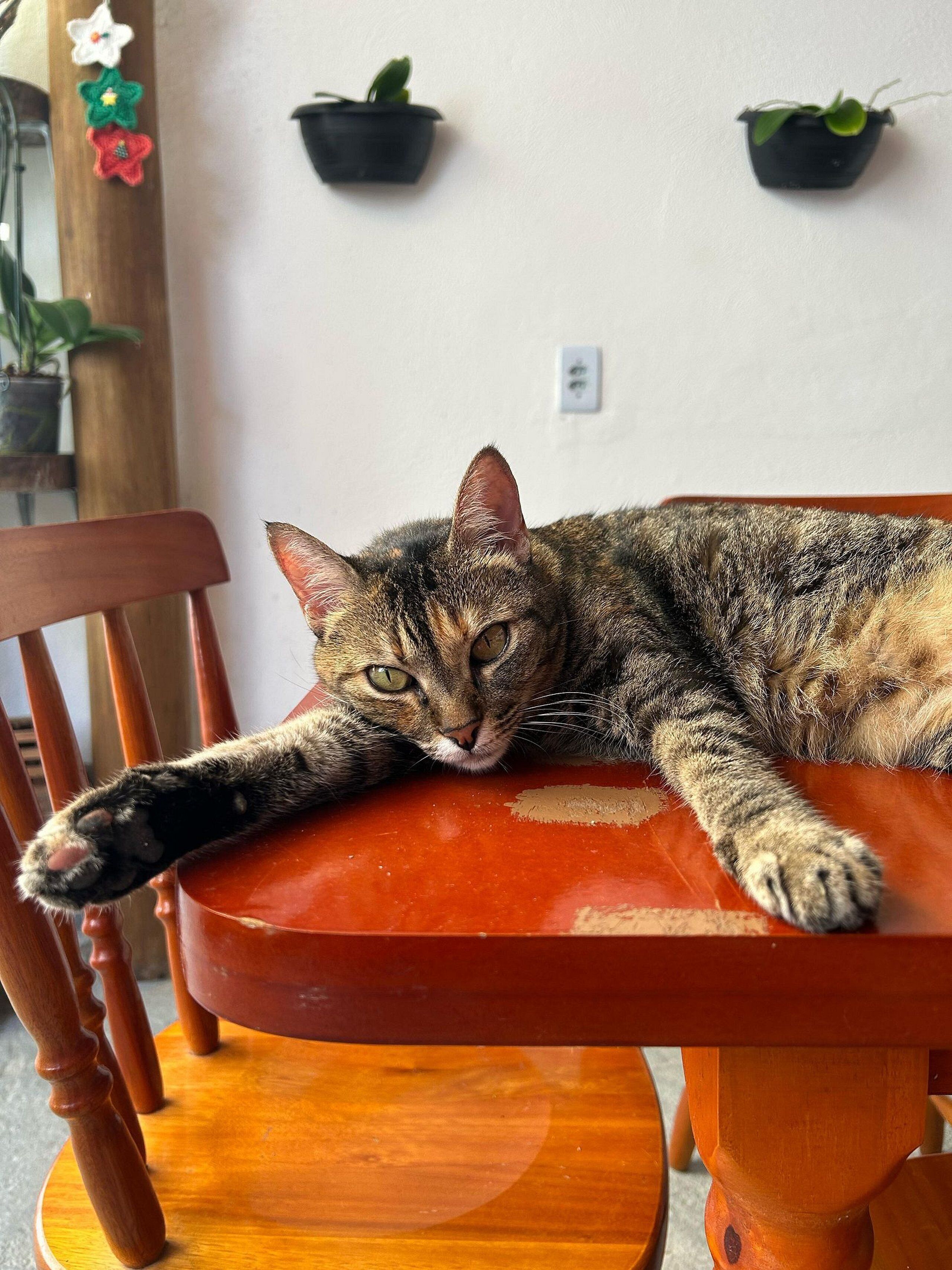 A cat lying on a wooden chair with a red cushion.