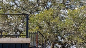 A modern building with a balcony overlooking a large tree. - New The Sunset Luxury Container Home (Fredericksburg)