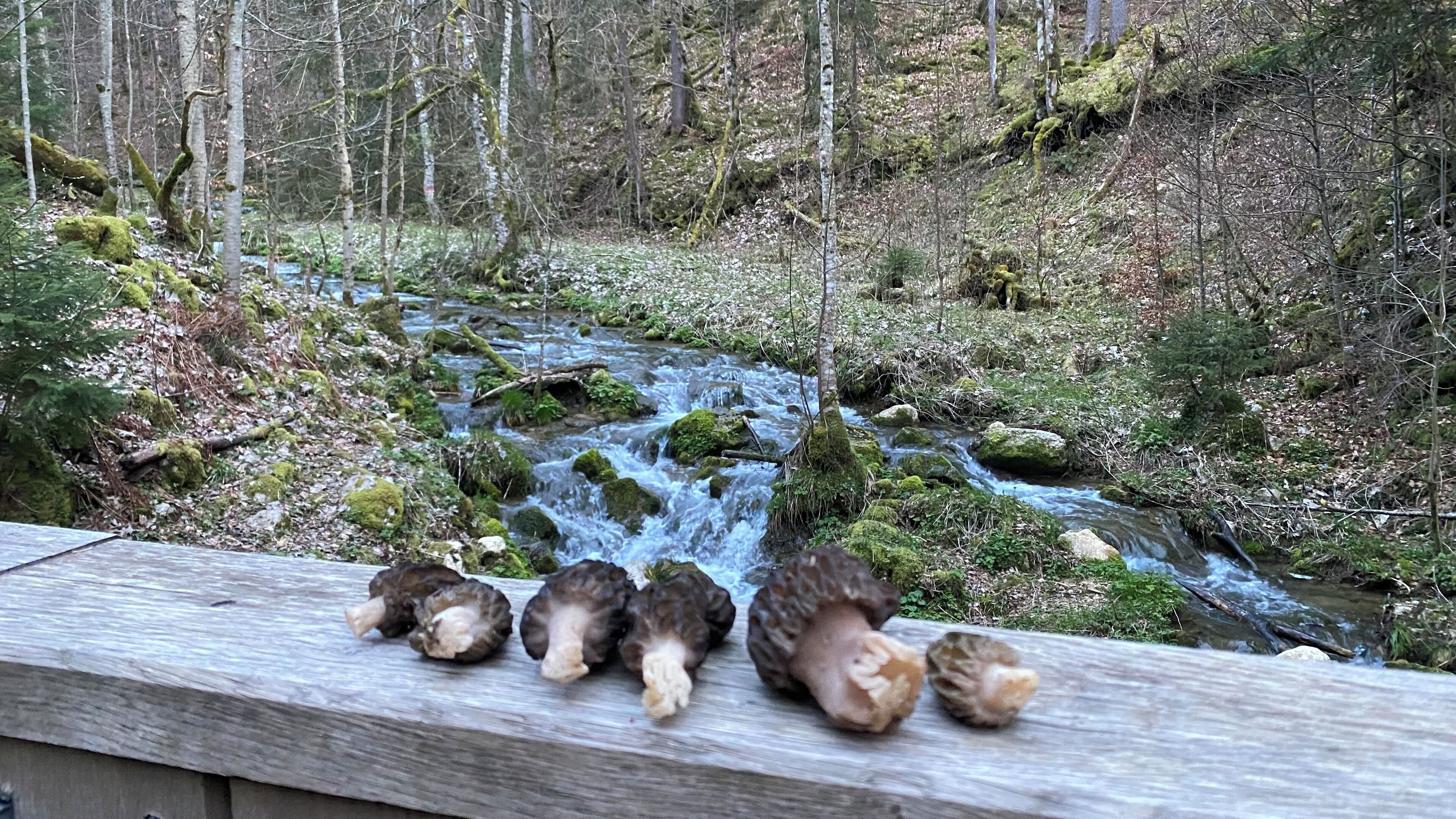 Une rambarde en bois, avec des champignons au premier plan, et une zone boisée avec un ruisseau qui serpente au loin.