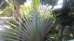 A plant with long, slender leaves in a garden setting. - Hotel Cambri (Nagua)