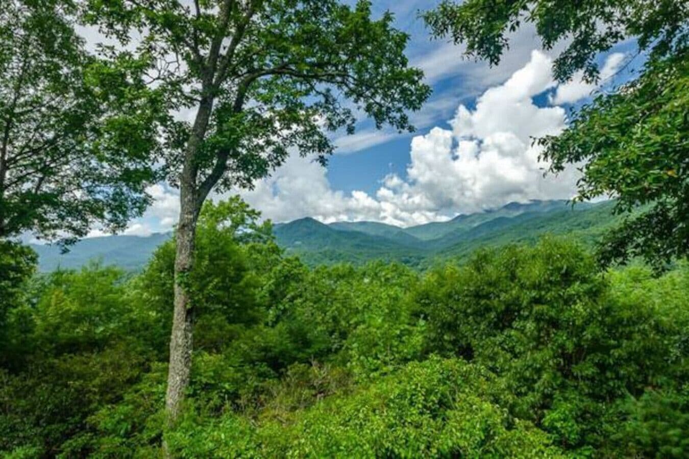 A lush green landscape with a prominent tree in the foreground and a mountain range in the background.