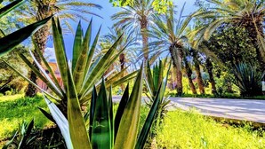 A tropical garden with palm trees and broad-leafed plants. - Riad Las Palmeras Guest House, Marrakech (Marrakech)