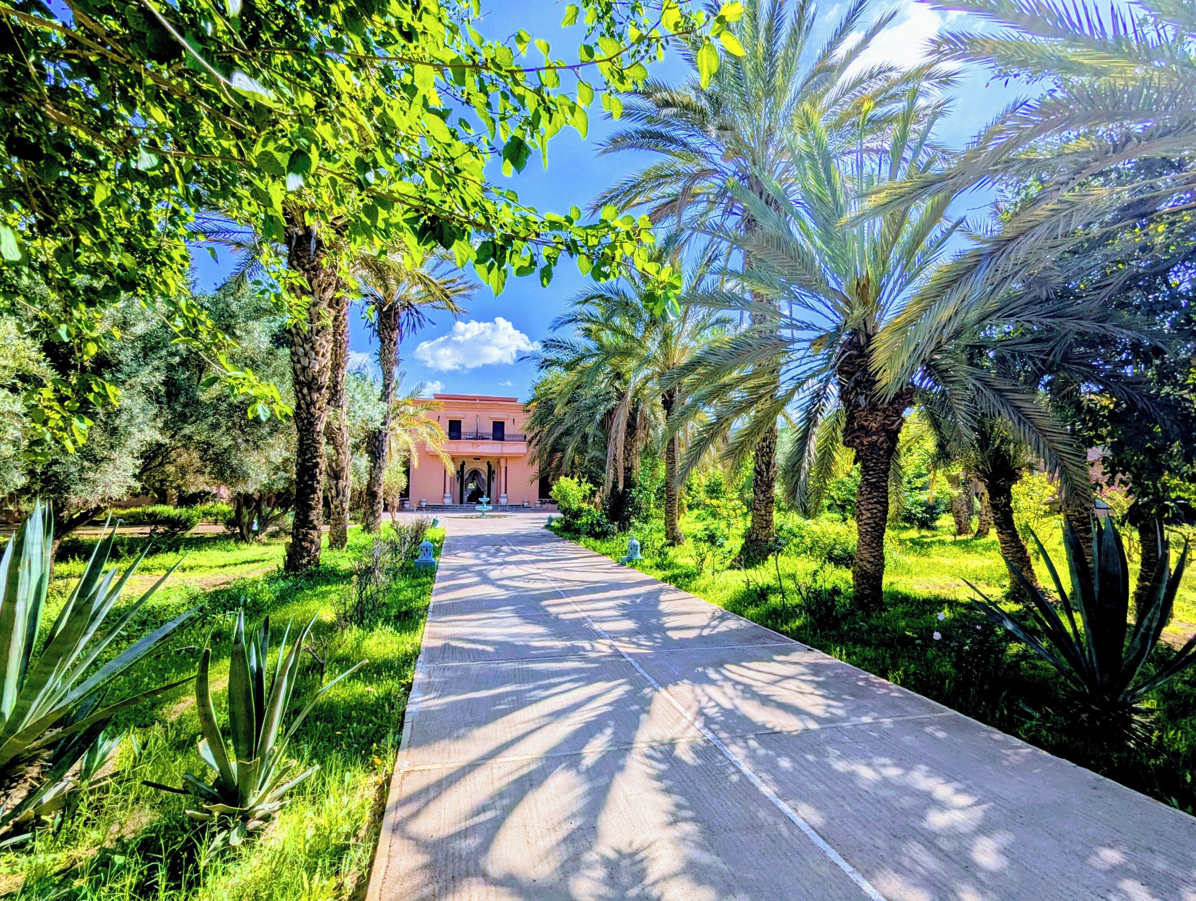 Photo - Las Palmeras