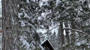 En stuga omgiven av snötäckta träd.