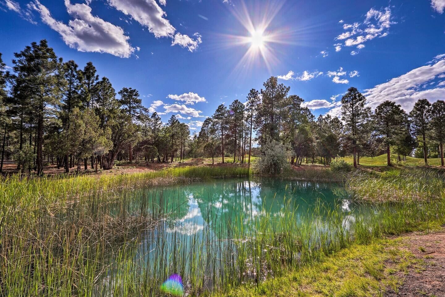 Un paysage naturel avec un étang aux eaux claires, entouré d’arbres et d’herbe.
