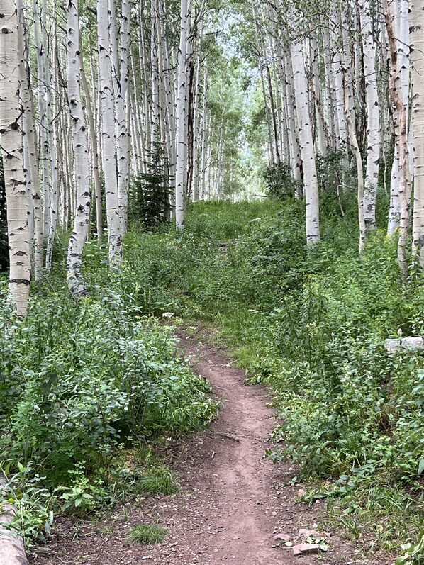 A forested path with birch trees and dense undergrowth. - Canyons Village Studio at Base with Full Kitchen (Park City)