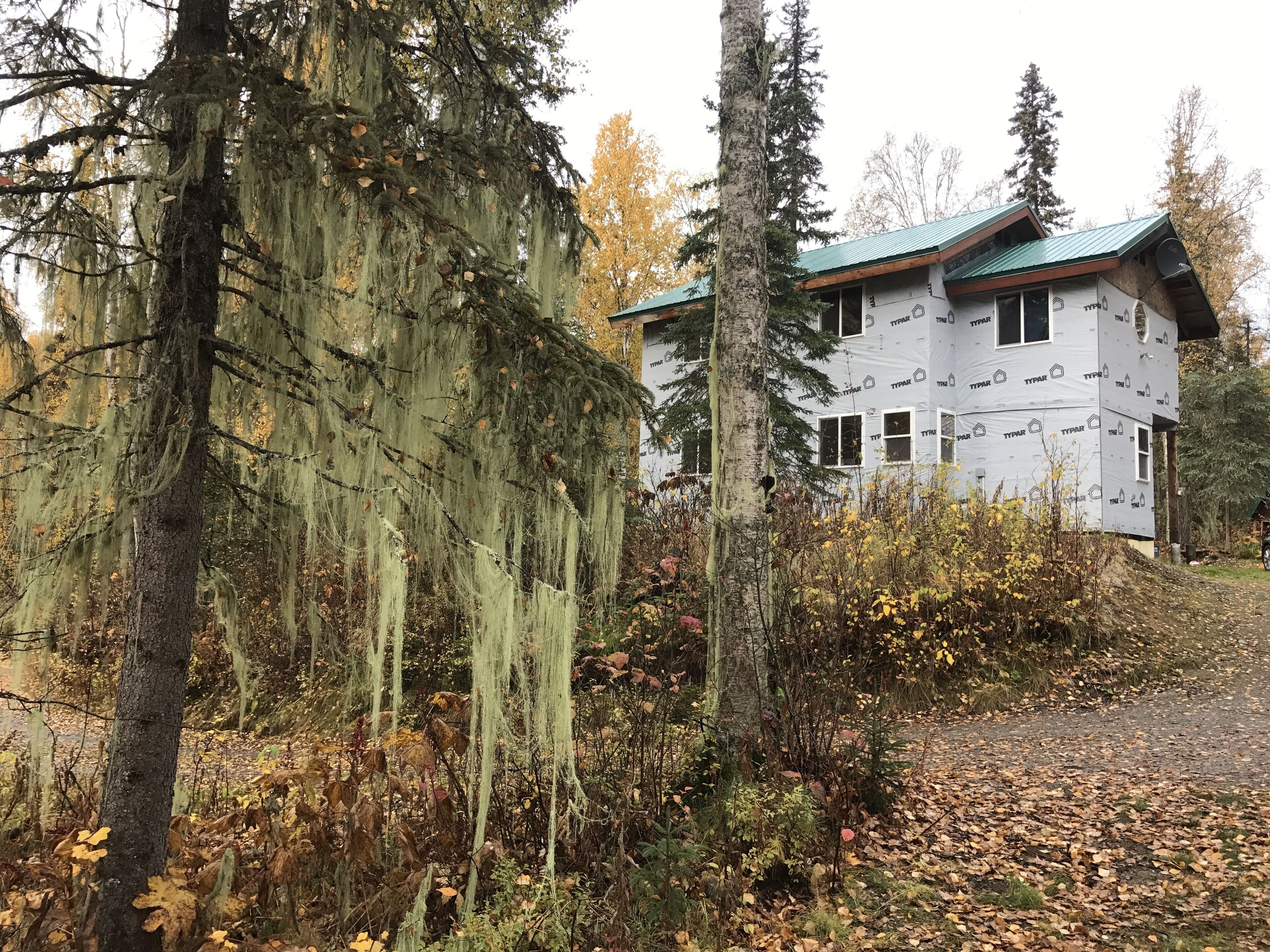 A house with a green roof, surrounded by trees and foliage.