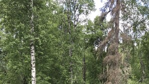 A wooden deck with a round table and two chairs, surrounded by dense green forest. - Private house on wooded acreage (Talkeetna)