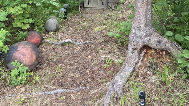 A small wooden cabin with a green roof, surrounded by dense forest. - Private house on wooded acreage (Talkeetna)