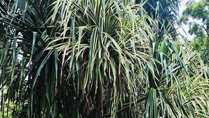 Un jardin luxuriant, où l’on trouve une grande variété de plantes tropicales, et un sentier dallé.