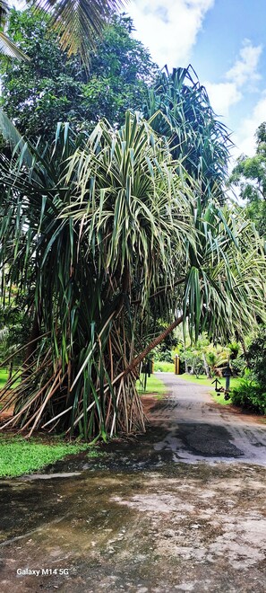 Garden - Villa386 (Balapitiya)