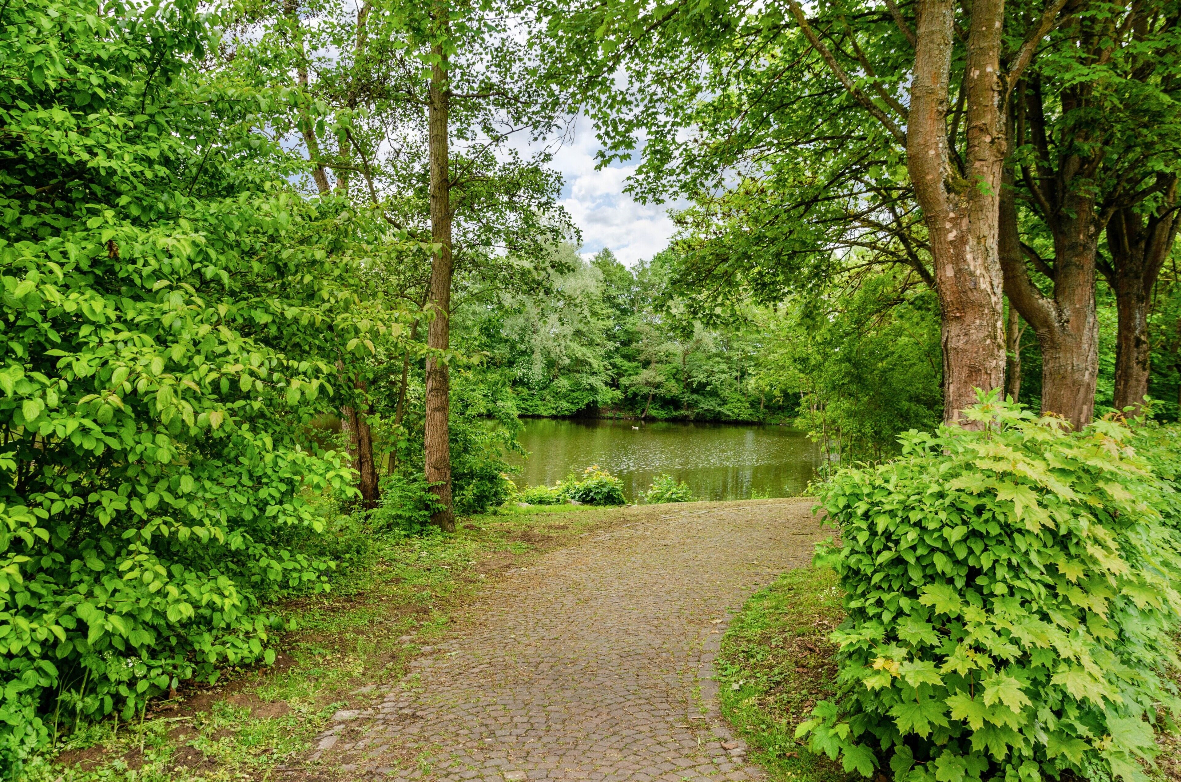 A paved pathway leading to a pond surrounded by dense green foliage.
