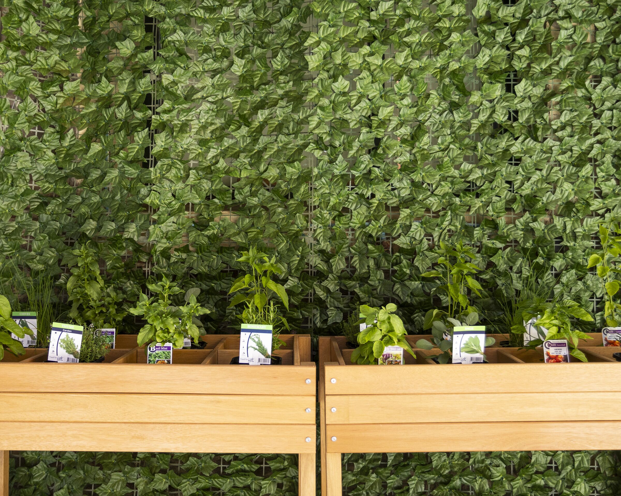 A display of potted plants with labels, arranged on wooden shelves against a backdrop of a dense green wall.