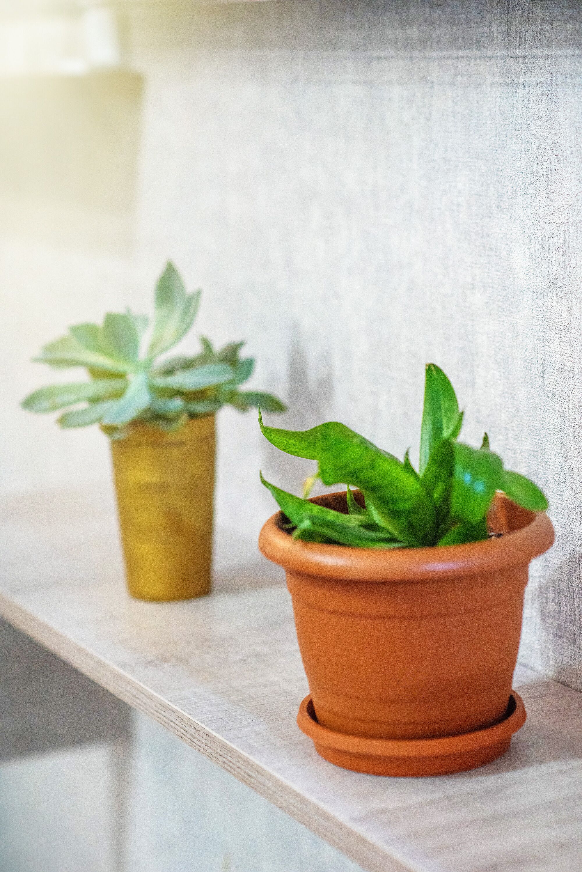 Two potted plants on a shelf.