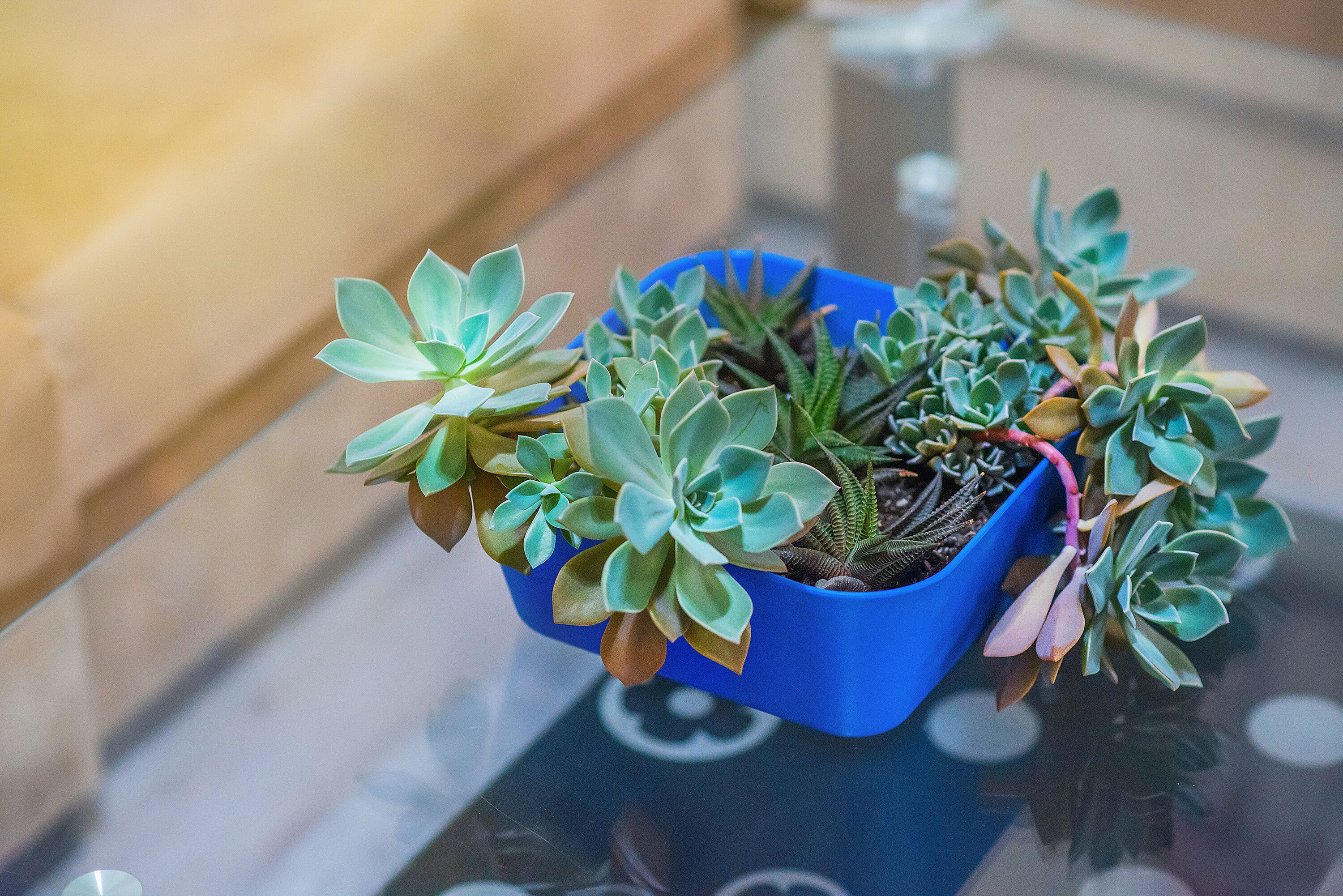 Un pot bleu contenant différentes variétés de plantes succulentes, posé sur une surface réfléchissante.