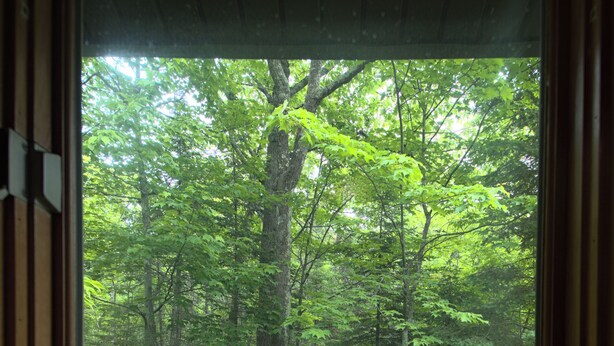 Une vue à travers une fenêtre sur une zone boisée, caractérisée par un feuillage dense et de nombreux arbres.