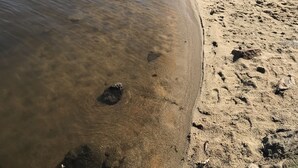 Ein sandiger Strand mit klarem Wasser, eine Person beim Angeln und ein Wald im Hintergrund.