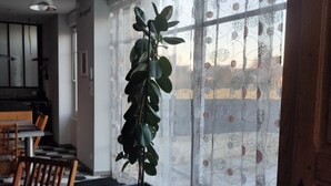 Een moderne eetruimte met houten tafels en stoelen, een potplant en een groot raam met behangpanelen.