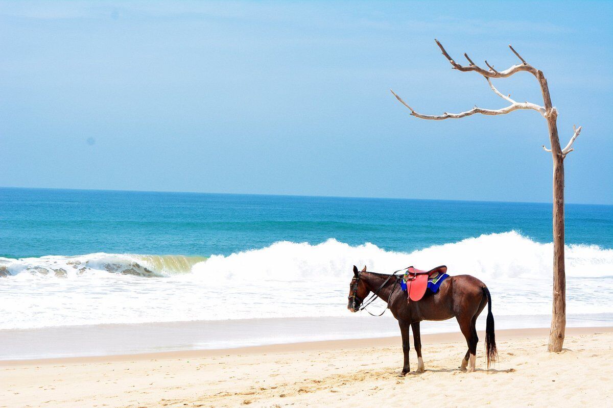 A horse with a saddle on a beach near the ocean.