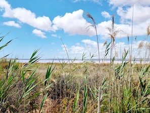 A natural landscape with tall grasses and a clear sky.