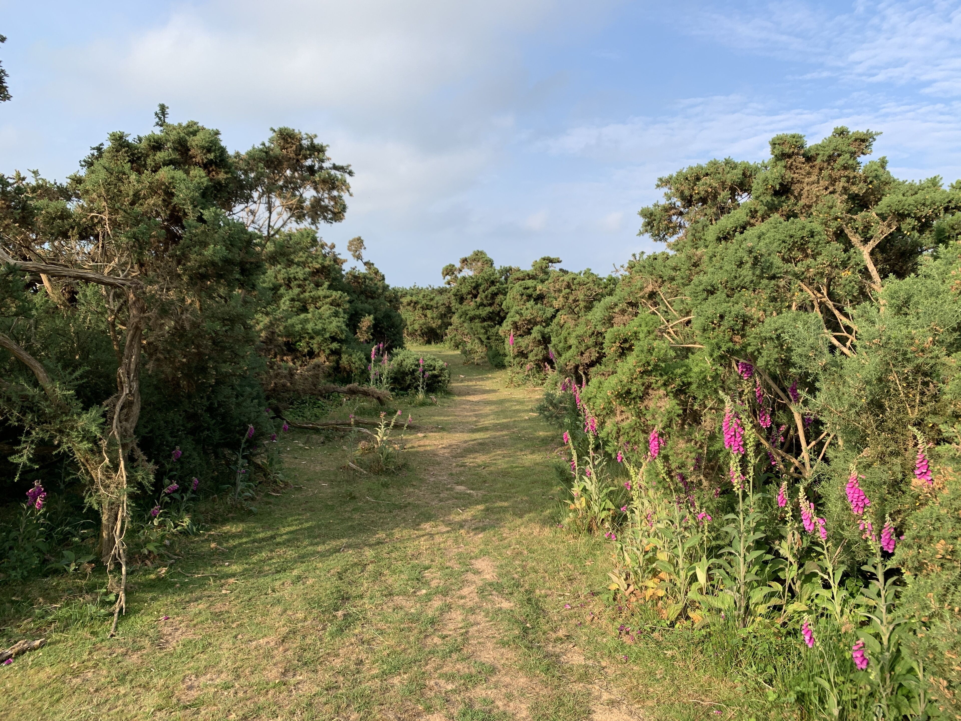 A pathway through a forested area with dense trees and purple flowers.