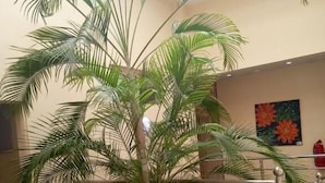 Una habitación con una palmera grande en maceta, dos sillas con cojines rojos y un cuadro en la pared.