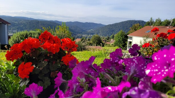 A garden with vibrant red and purple flowers, a white building, and a mountainous landscape in the background.