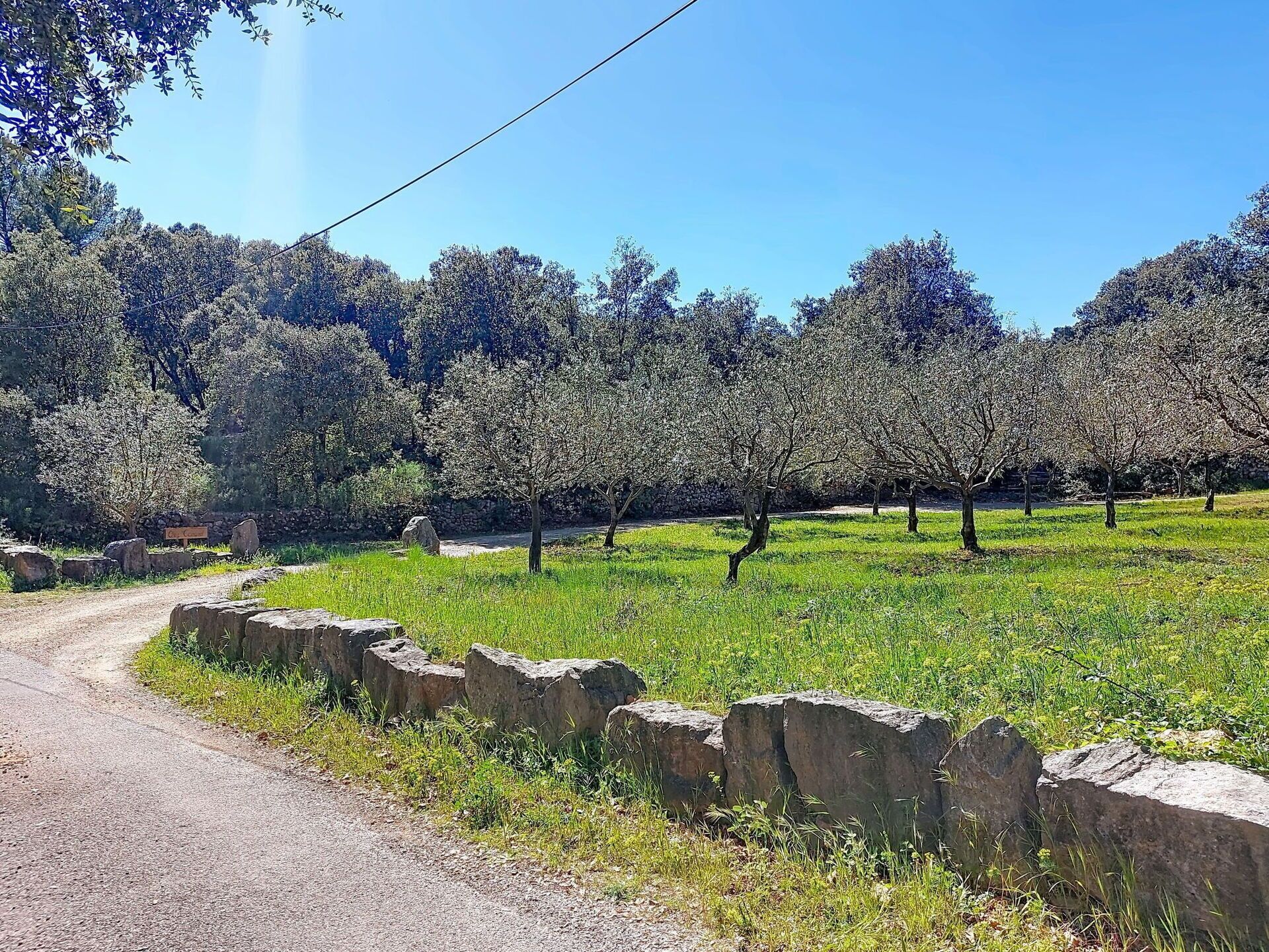 A rural landscape with a dirt road, stone walls, and rows of trees.