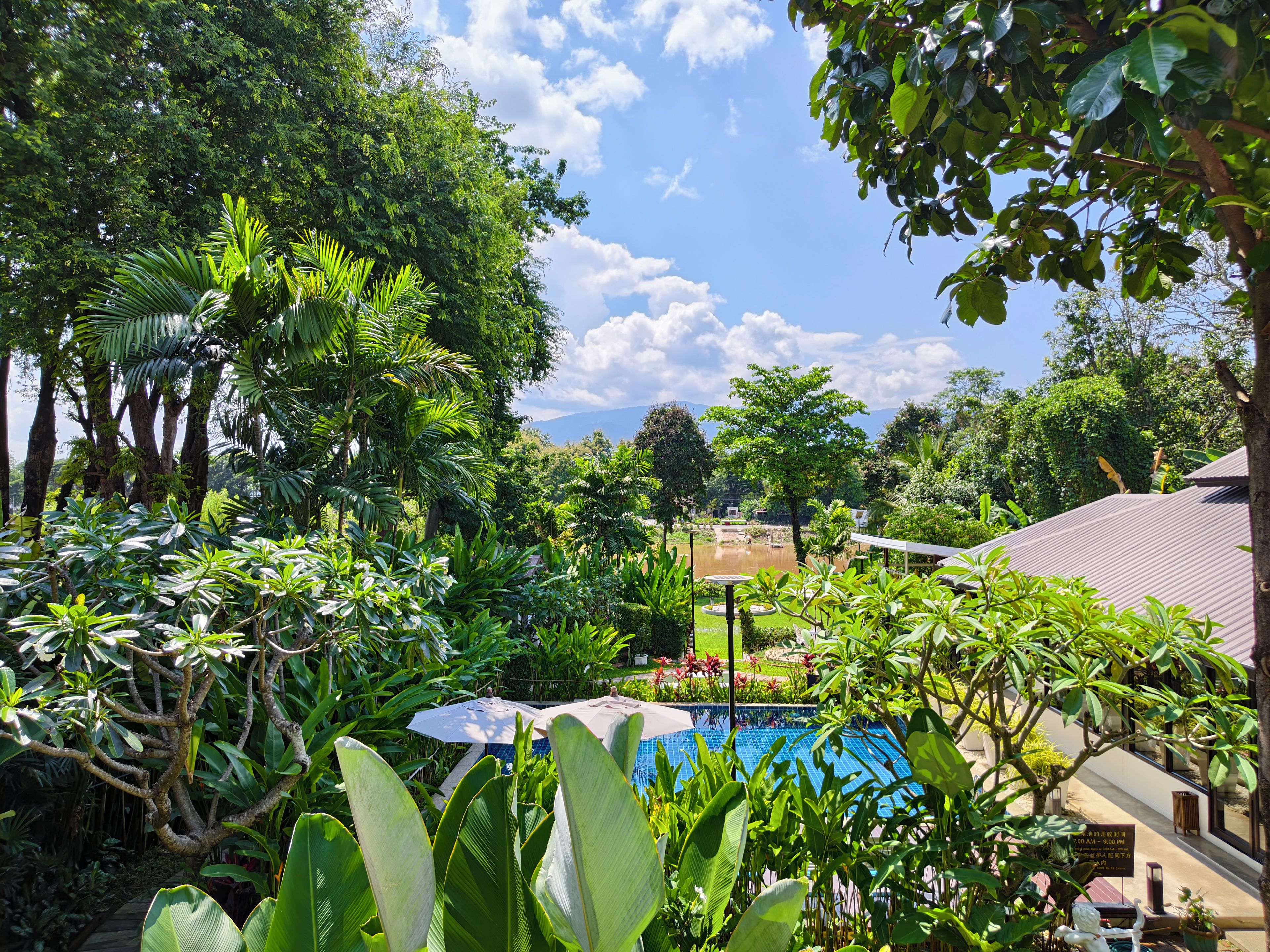 A lush garden with a pool, surrounded by dense foliage and a clear sky.