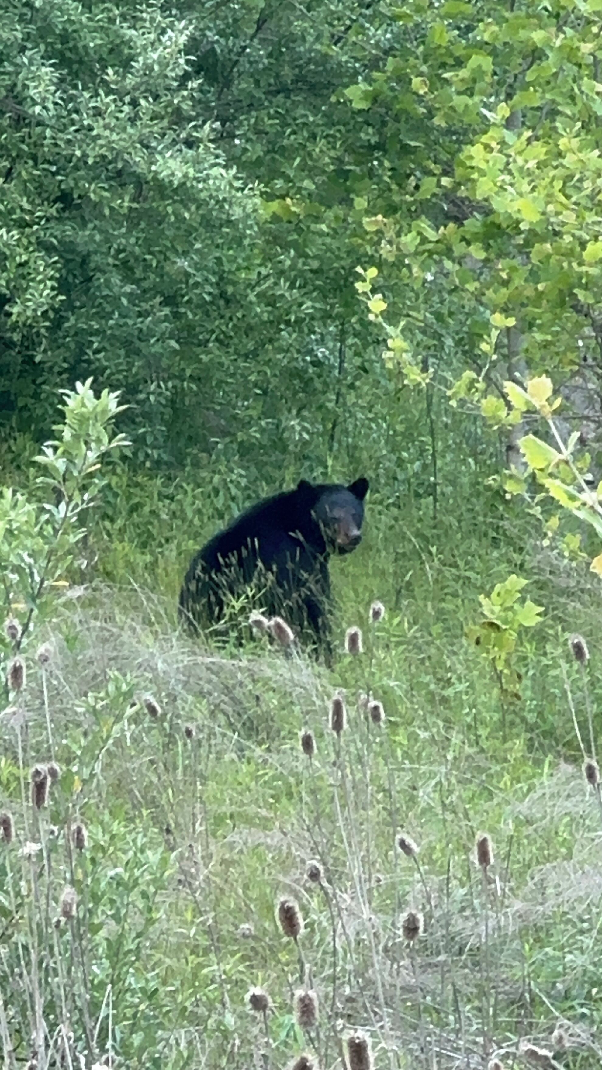 A bear in a natural setting with dense foliage and tall grasses.