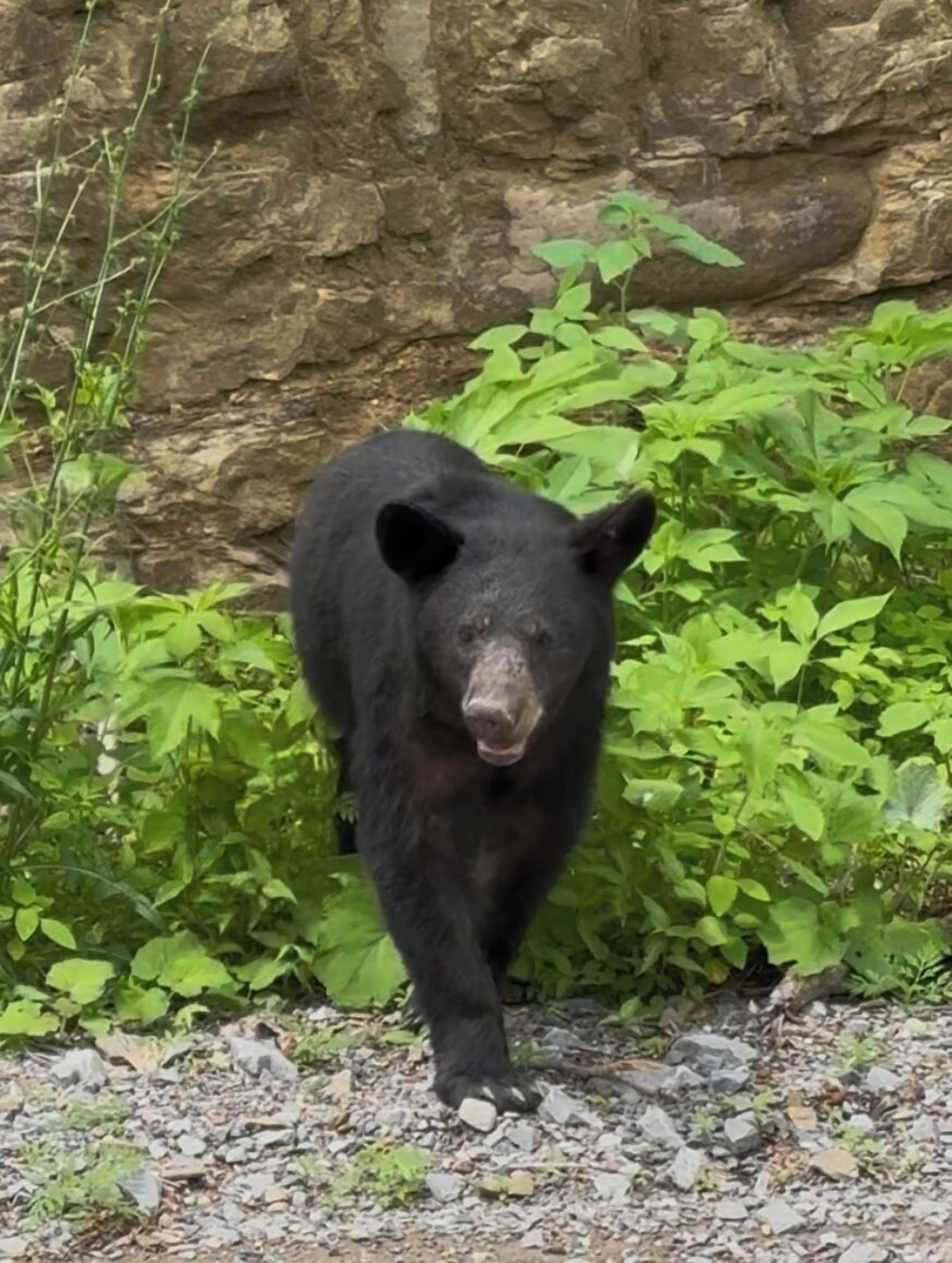 A black bear walking on a gravel path with green foliage and a rocky wall in the background.