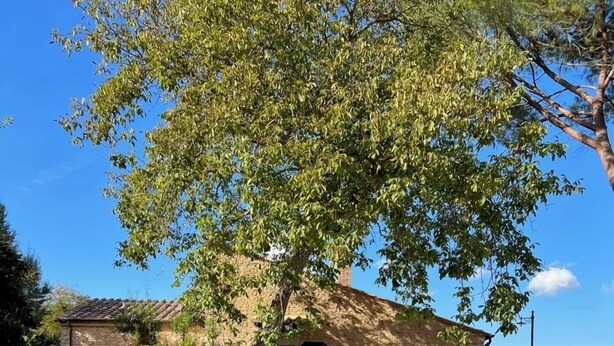 Un bâtiment en pierre avec une piscine, un arbre et un ciel bleu dégagé.