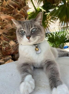 Un gato con collar sentado sobre una superficie de piedra.
