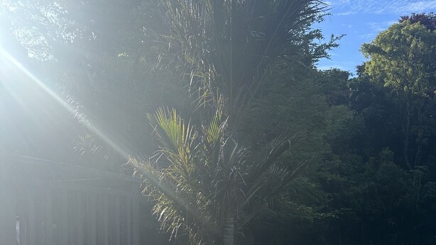 Un bain à remous dans un jardin, avec une terrasse en bois et un palmier.