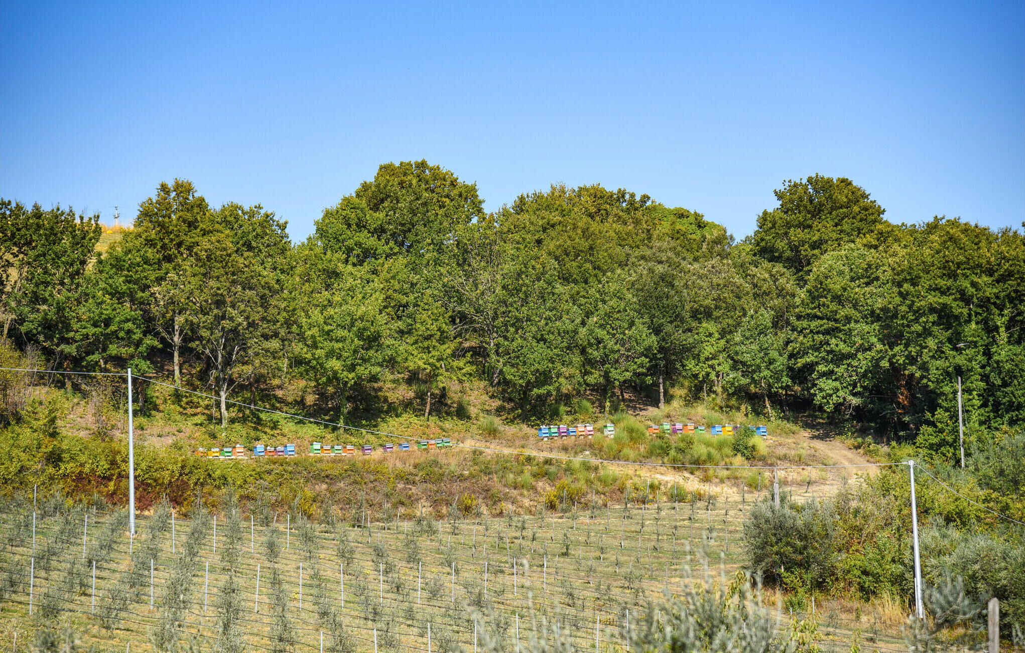 A vineyard with rows of grapevines and a fence.
