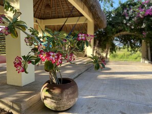 Exterior - Casa de las Libélulas (Puerto Escondido)