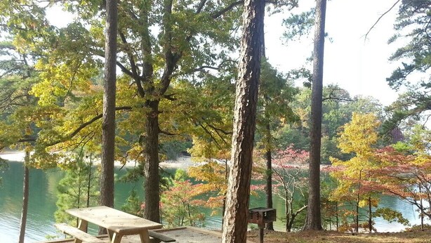 A picnic table and birdhouse near a lake surrounded by trees.