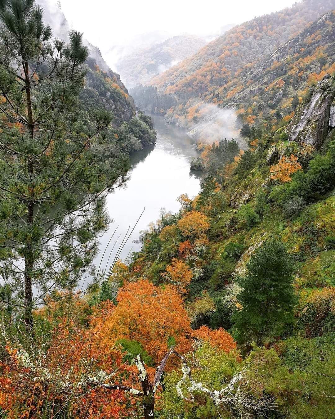 Een bergachtig landschap met een rivier, herfstkleuren en een dennenboom.